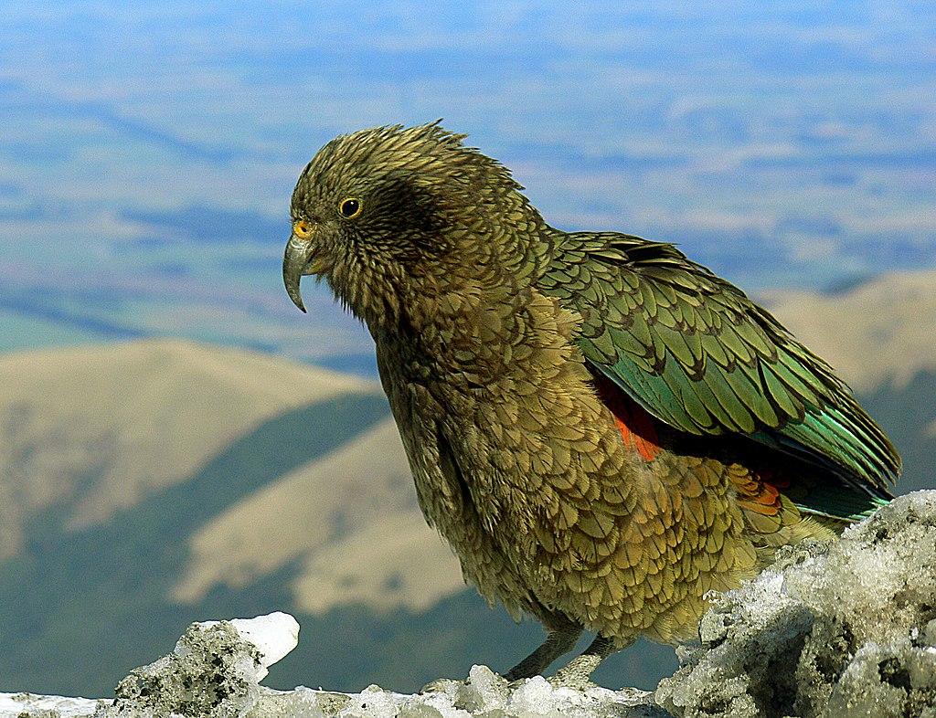 1024px the kea nestor notabilis 8100901392