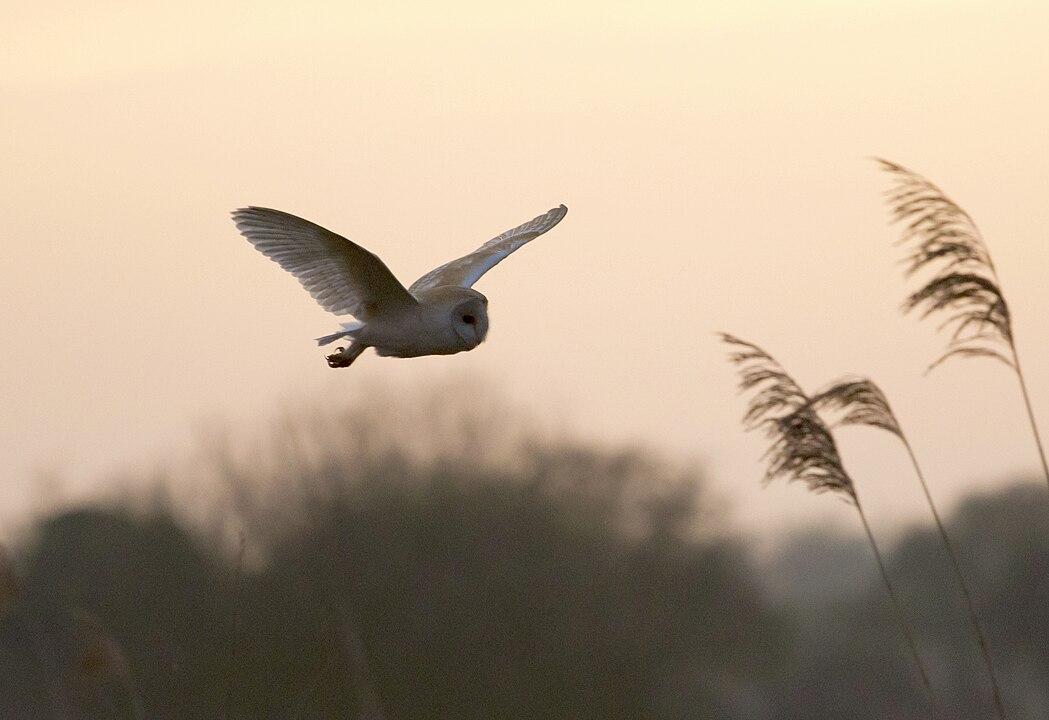 1049px barn owl south acre 2