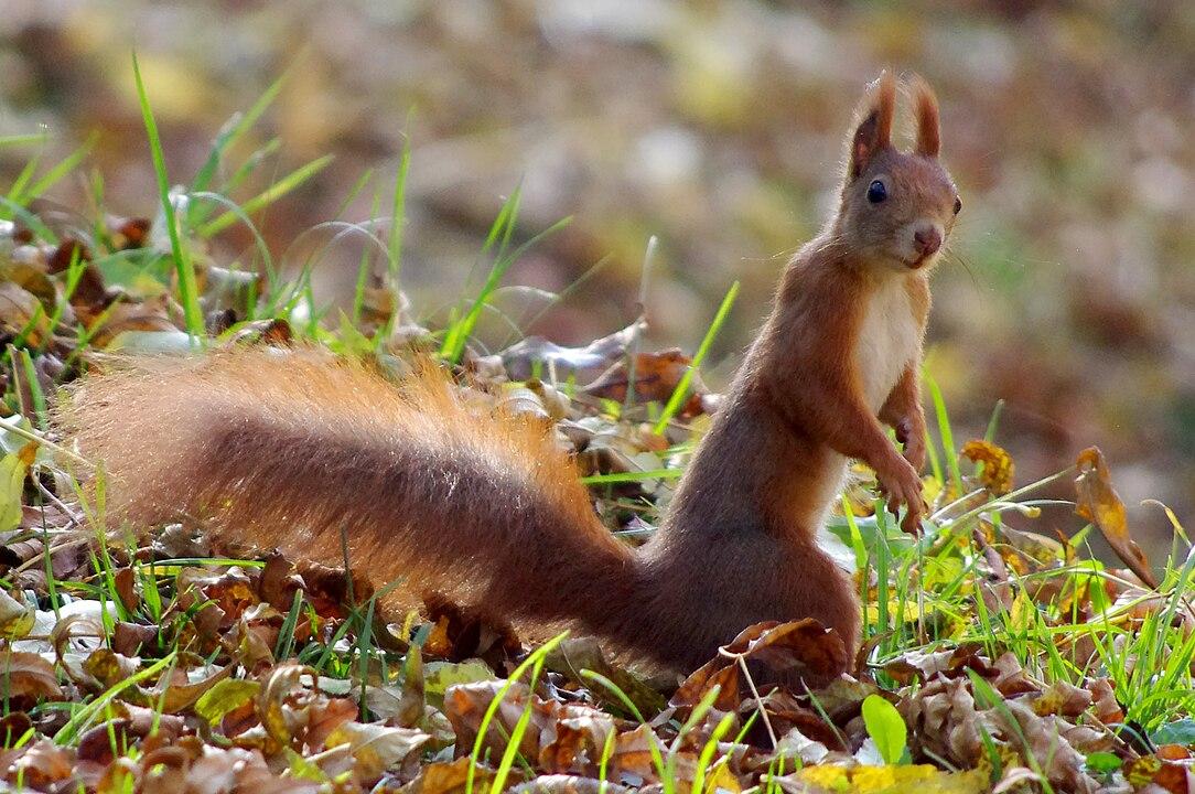 1084px 20131013 sciurus vulgaris 5897