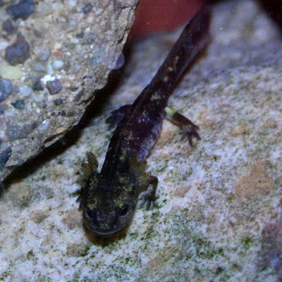 544px salamander larve