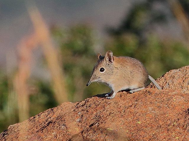 640px elephantulus brachyrhynchus00