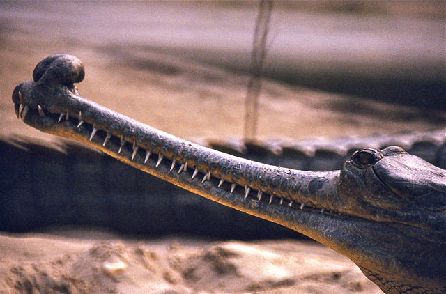 640px gharial gavialis gangeticus male captive specimen 20657567065