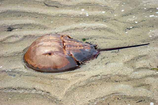 640px horseshoe crab in sand