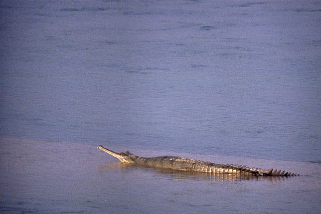 640px wild gharial gavialis gangeticus female 20647847122