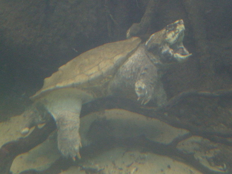 800px alligator snapping turtle cas 1