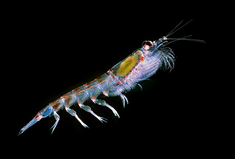800px antarctic krill euphausia superba