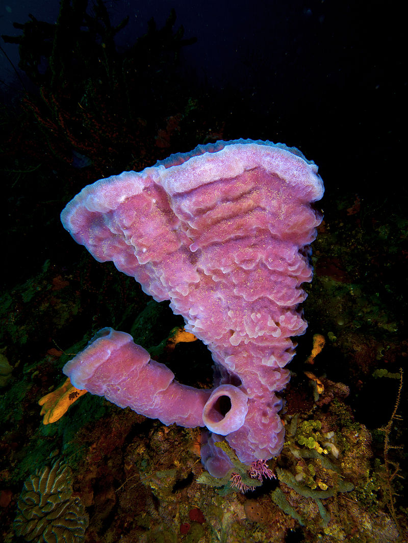 800px callyspongia vaginalis branching vase sponge pink variation