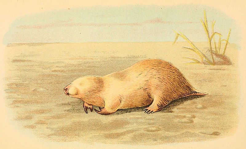 A hand book to the marsupialia and monotremata plate xxxi cropped