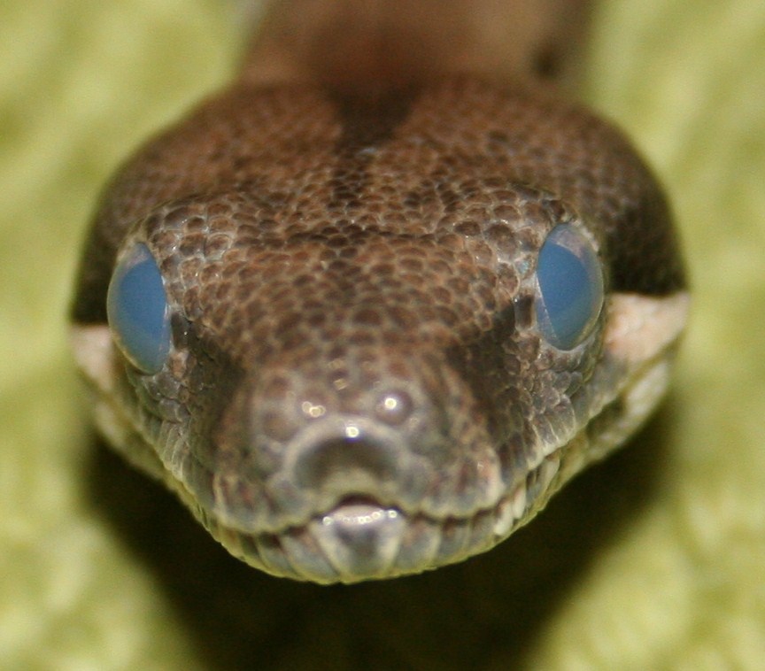 Boaconstrictor shed front