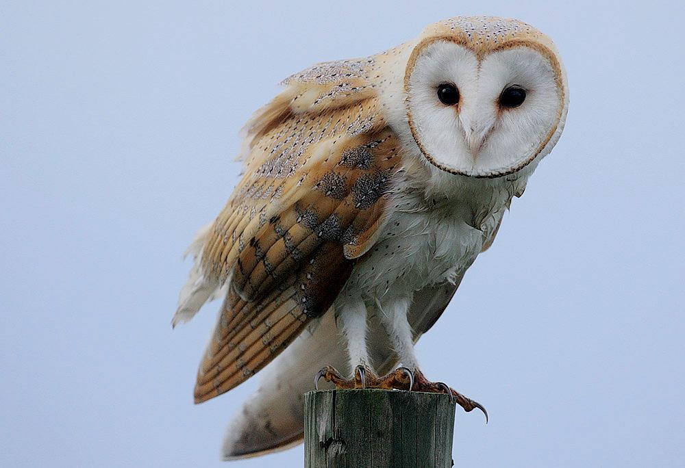 Flickr rainbirder barn owl tyto alba