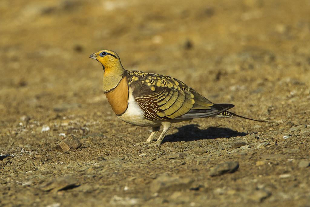 Pin tailed sandgrouse pterocles alchata