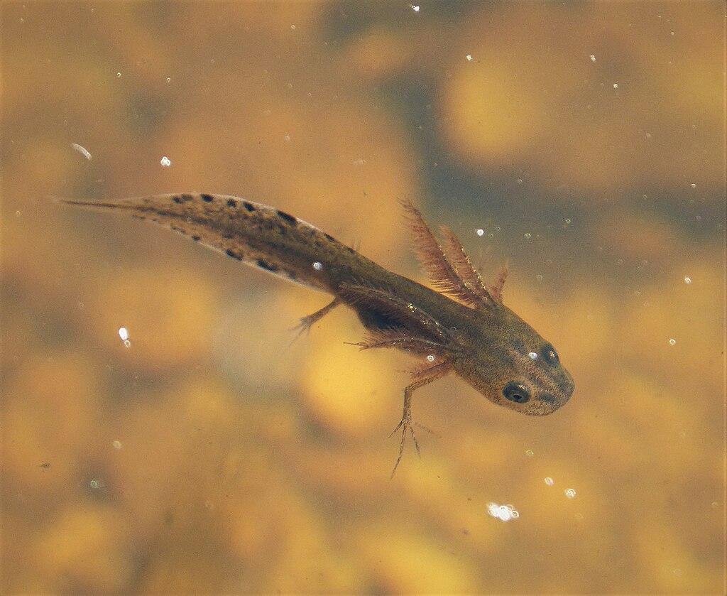 Smooth newt lissotriton vulgaris larval stage 42754117921