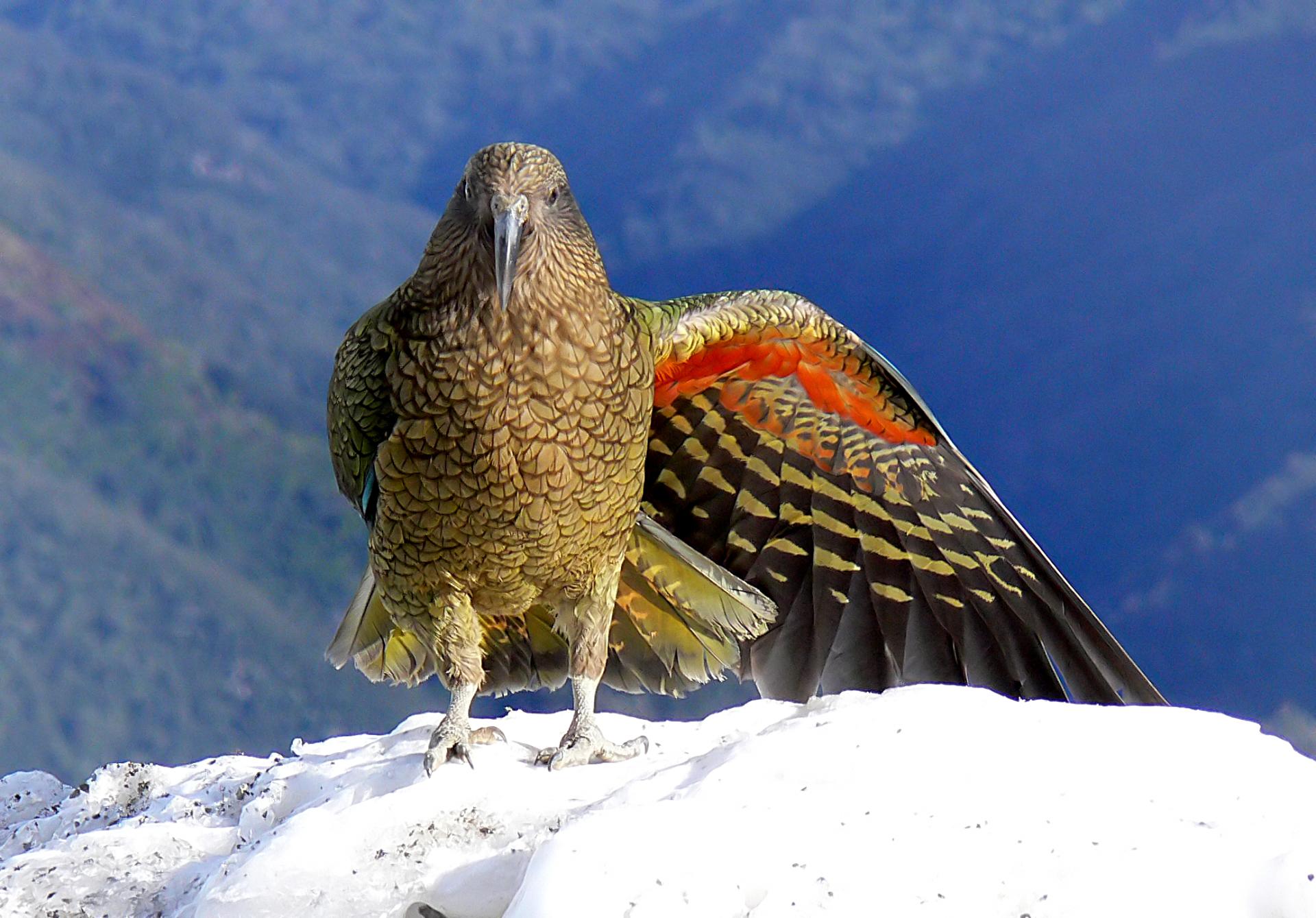 The kea nestor notabilis 8100867771