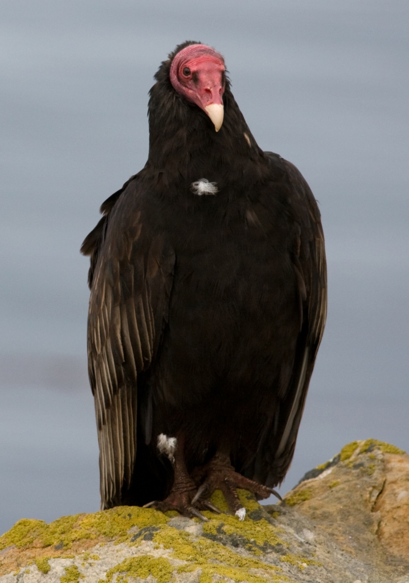 Urubu a tete rouge turkey vulture