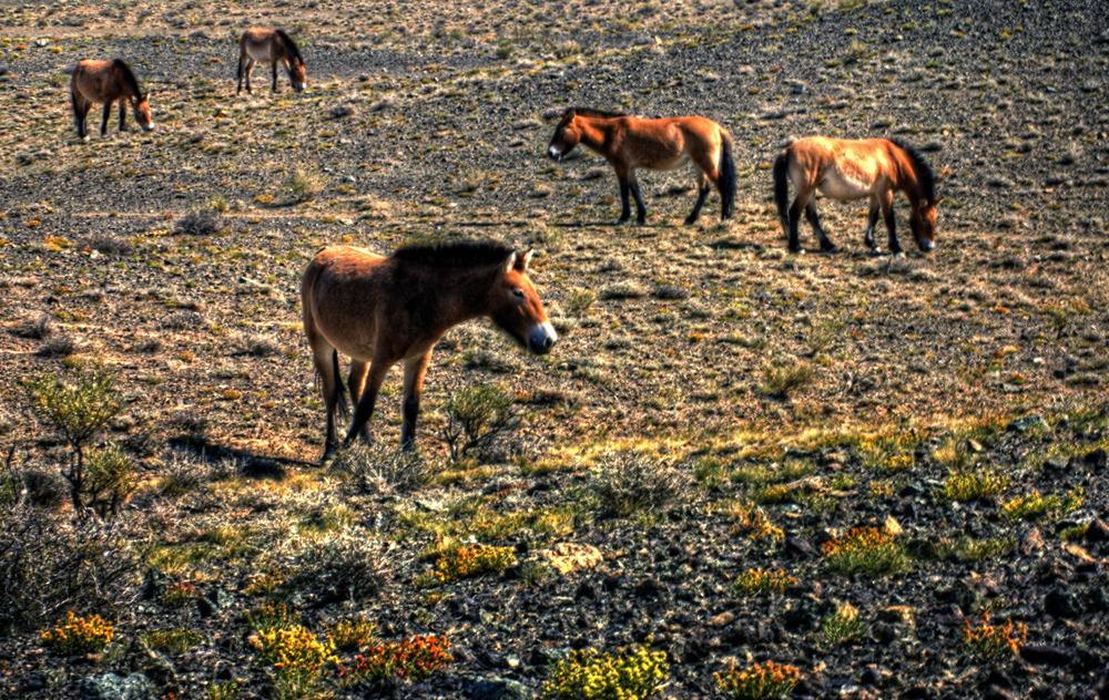 Xinjiang przewalski s wild horses 5276954826